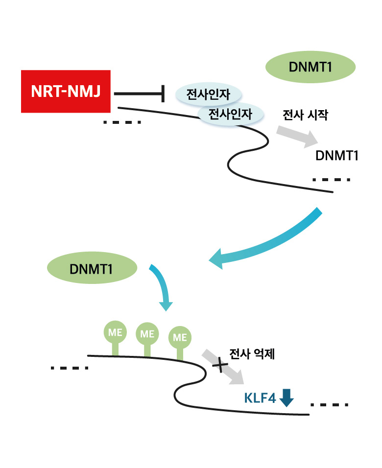 NRT-NMJ