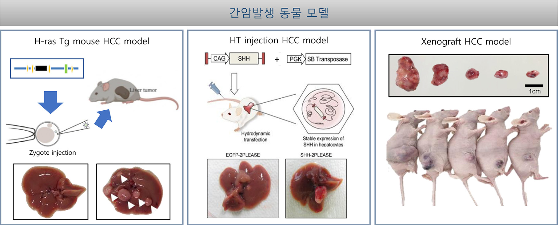 간암발생 동물 모델
